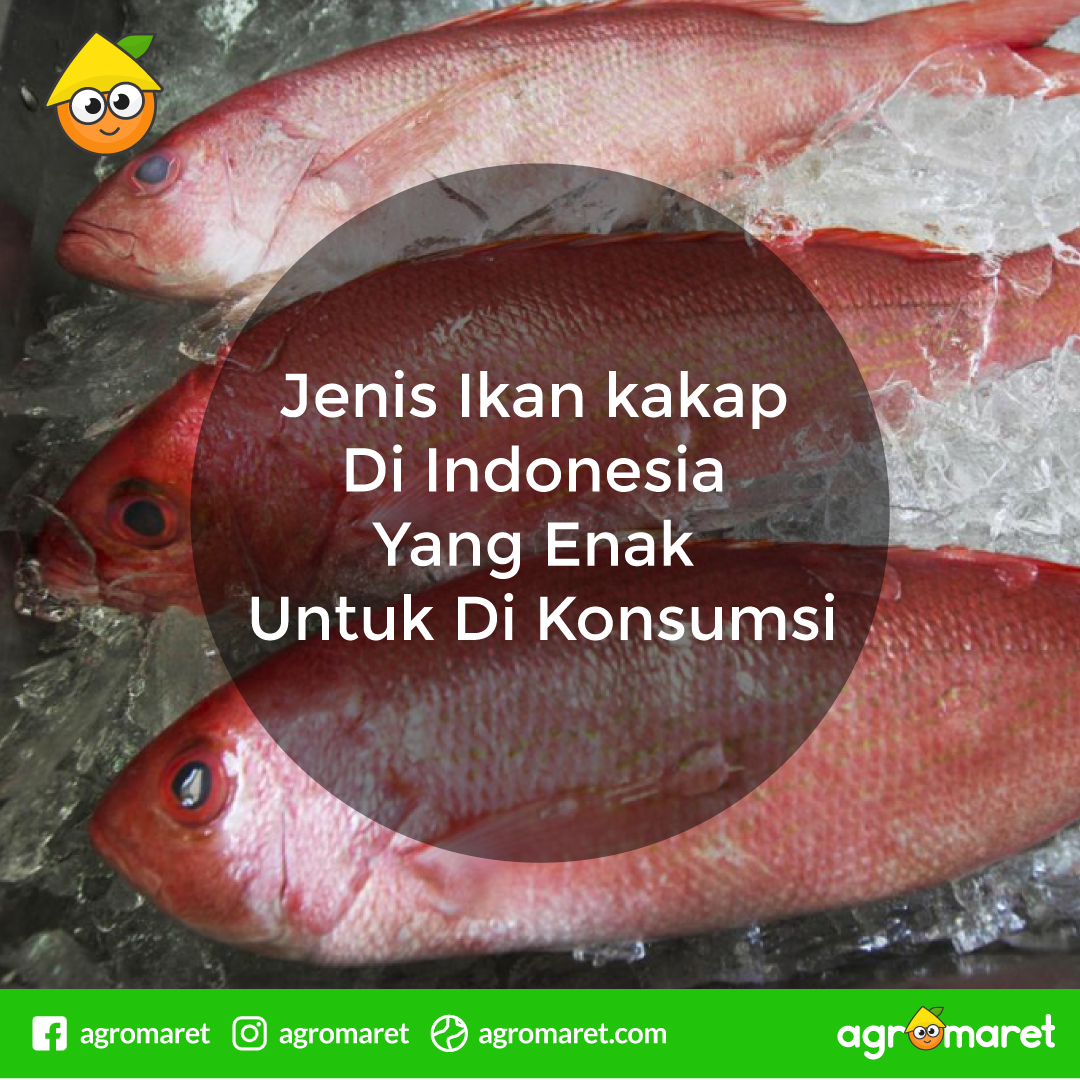 AgromaretID's tweet photo. Sebagian dari kita, mungkin hanya tau tentang ikan kakap merah.

Ternyata, ini loh jenis-jenis ikan kakap yang enak untuk di konsumsi.

https://t.co/MNhu4gb7NP

#ikankakap #kakapmerah #kakapputih https://t.co/aGKsFl7DxZ
