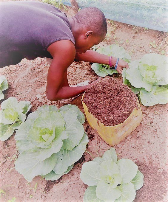 urbanattic_'s tweet photo. Les #agronomes de la #teamU à l'œuvre!#Fertilisation du sol au #compost #bio. Aux petits soins avec nos jeunes choux pour favoriser leur croissance !#HubCité #AgriTech #FoodTech #Foodlabs #UrbanAgriculture #IOT @WoeLab @senamekoffi @FoodTech @cinalawson @nativ_IS @FAOeagriculture https://t.co/IP8cG46HI4