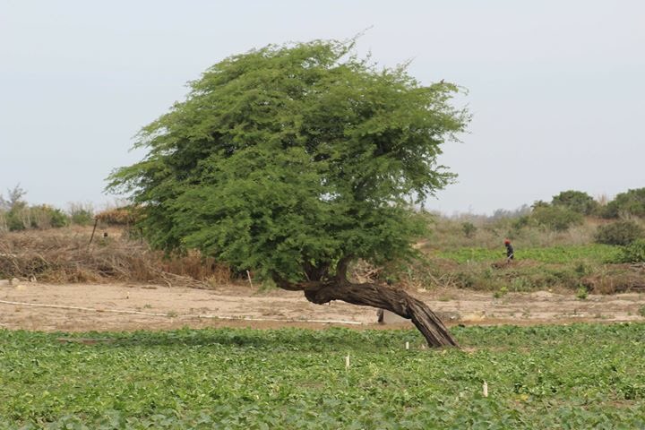 Zone des Niayes du #Sénégal : l’impact de la lutte anti-érosive sur la biodiversité et les revenus des paysans

Lire l'article au complet sur ---&gt; iedafrique.org/Zone-des-Niaye…