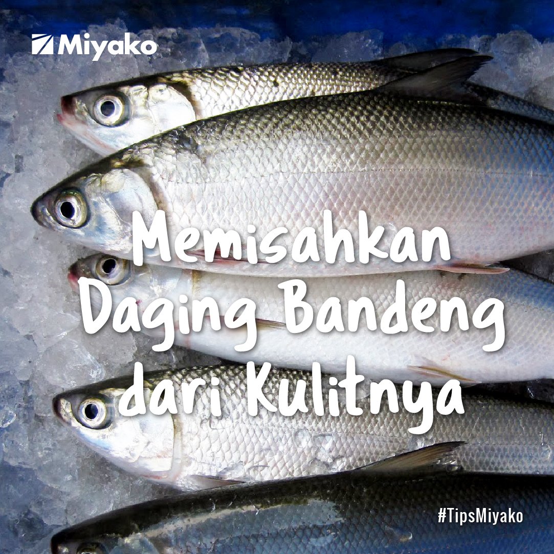 Miyako_Indo's tweet photo. Teman Miyako suka bandeng tapi gak suka kulitnya? Miyako akan memberikan #TipsMiyako cara memisahkan daging bandeng dari kulitnya. Simak yuk! https://t.co/hlvuRhaMvy https://t.co/CKwgvo6ymm