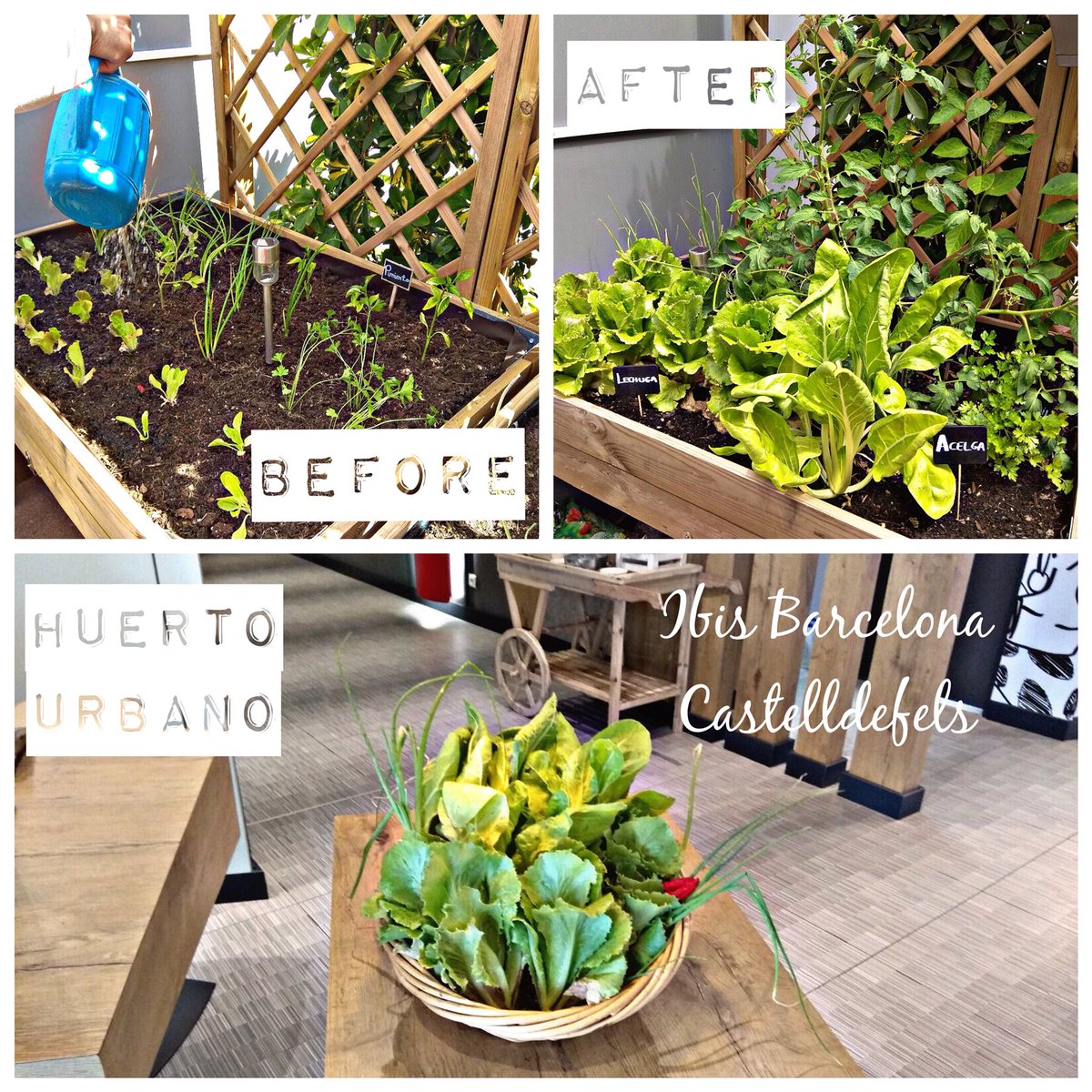 ¡Buenos días! 🥗Así de hermosas están las acelgas y las lechugas de nuestro #HuertoUrbano 😊 @Ibis_Castell es #Planet21🥈(Programa de #desarrollosostenible de @AccorHotelsNews ) en #ibis amamos el planeta Tierra 🌍💙 https://t.co/Ead2QsX4al