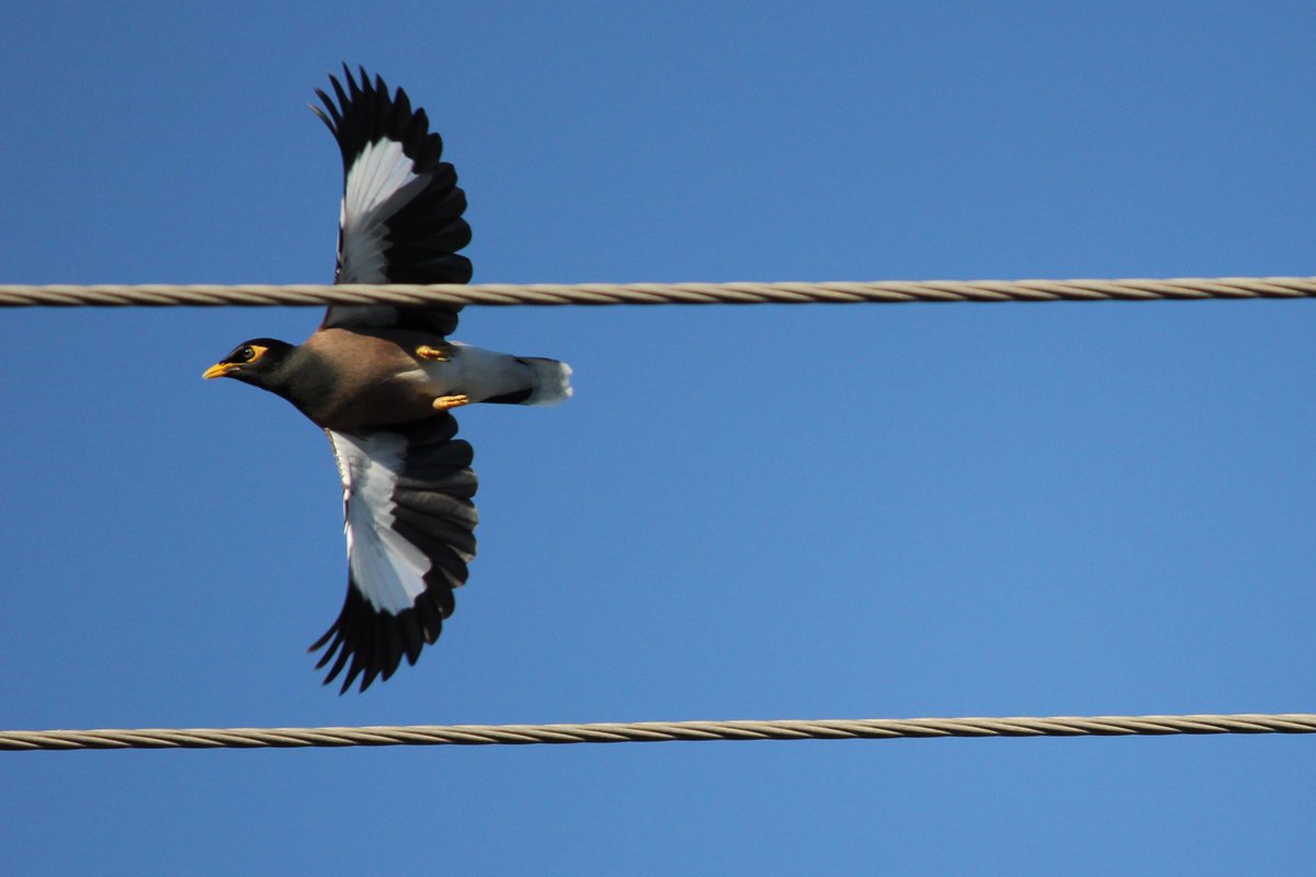 Marie Diquelou (@marie_diquelou) on Twitter photo Check out our new paper with <a href="/mynas_newcastle/">Andrea Griffin</a> on how mynas respond to high trapping pressures, just out in <a href="/BioInvasions/">Biological Invasions</a> : tinyurl.com/y9jtx7f4 Check out our new paper with <a href="/mynas_newcastle/">Andrea Griffin</a> on how mynas respond to high trapping pressures, just out in <a href="/BioInvasions/">Biological Invasions</a> : tinyurl.com/y9jtx7f4