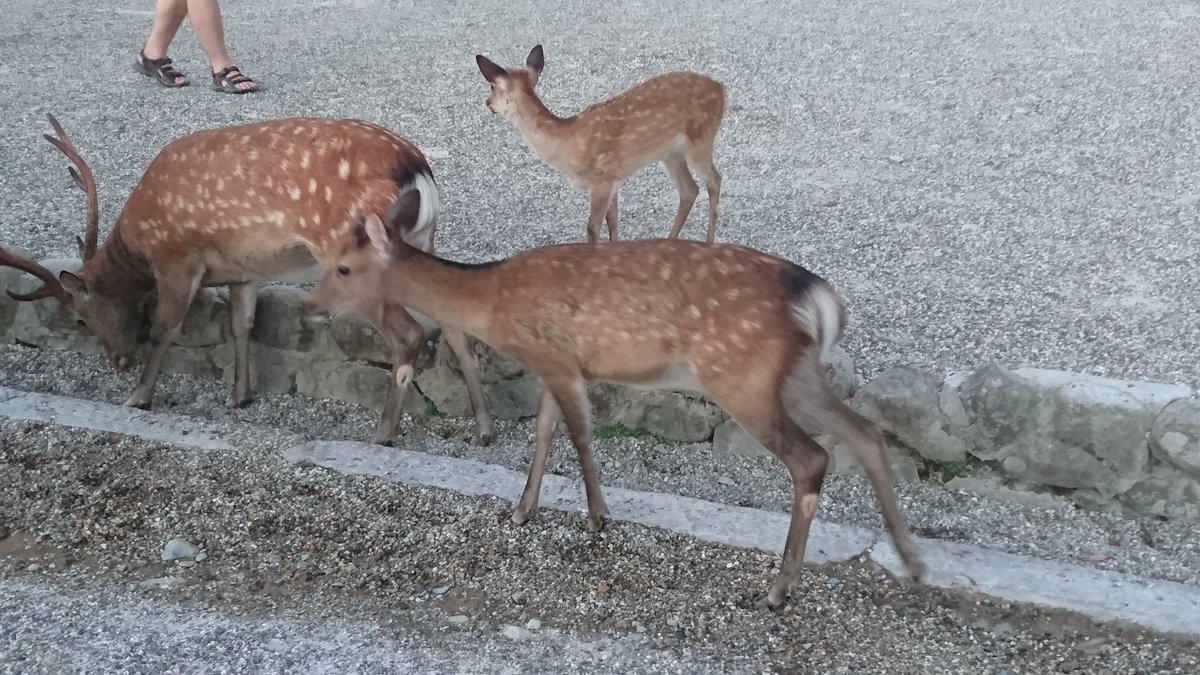 サンライズかりん V Twitter 奈良公園で夕涼みなう 笑 奈良の