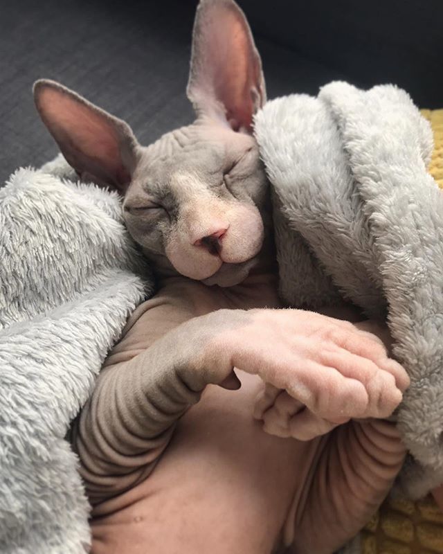 Sphynxlair's tweet photo. The Daily Nude! 7.31 📰@olivermagicsphynx! 📷
Nude snoozin!
❤️ #sphynxlair
.
.
.
.
.
#awesome_shots #nature_shooters #vida #fauna #instagood #animales #cute #love #nature #animals #animal #pet #cat #ears #ear #cats #photooftheday #cute #wild #animalsof… https://t.co/FuahaHyaiS https://t.co/OPTHhUWNuX