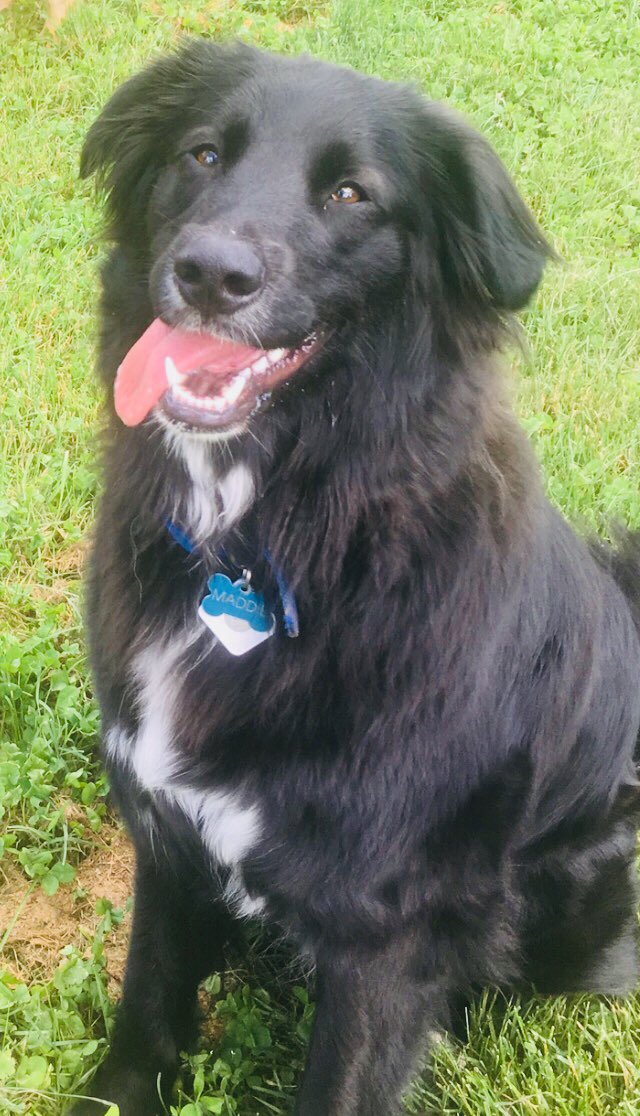 davebentonWCHS's tweet photo. Happy National Mutt Day! #maddielou #aussiebordermix #mixbreeds #tongueouttuesday #EyewitnessWV https://t.co/YR5fD4Z8ed