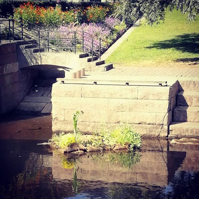 I Akerselva og Oslos første flytende hage gror det godt i det rekordvarme sommerværet! #nabolagshager #spirendeoslo #flytendehage #floatinggarden #grønlandsflytendehage #akerselva #mittgrønneoslo #spirendeoslo #miljøhovedstaden2019 ift.tt/2Kalx41
