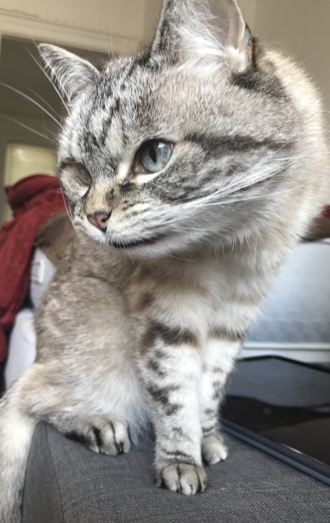 loki_kitteh's tweet photo. Strike a pose #meowdel #catsrule https://t.co/wHBpuVsql5