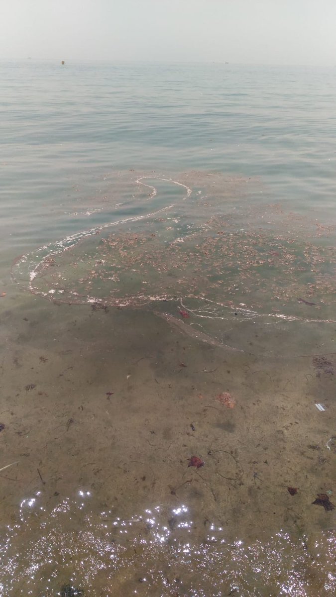 De cop, la platja de Mataró s’ha omplert de merda... es multen les embarcacions que tiren els residus al mar? ⁦<a href="/matarocat/">Ajuntament de Mataró</a>⁩ ⁦<a href="/MataroNoticies/">Mataró Notícies (inactiu)</a>⁩ ⁦<a href="/DBotePaz/">David Bote Paz</a>⁩