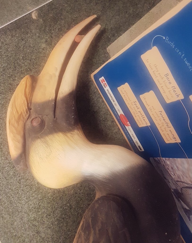 BettyShmem's tweet image. We are all in total ❤ with that #Hornbill!! Look at him.....

Just look at his face....

HE HAS A NUT IN HIS MOUTH!!! 😍😫❤

#ThisSignIsMine #CharityAuction