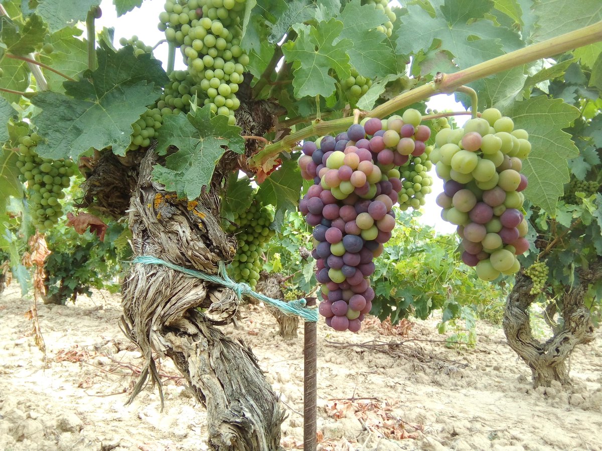 SANCE_bodegas's tweet photo. Esto empieza a tomar color... Ya queda menos para la vendimia 2018. https://t.co/ukPTubIm2K