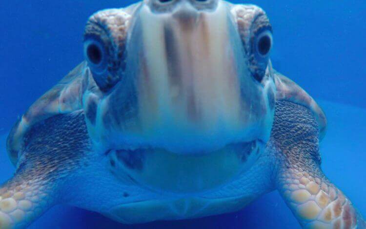 theTurtleRoom tweet media