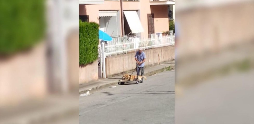 Addio Dylan, il labrador tetraplegico cui Treviso donò un carrellino - Cronaca - Tribuna di Treviso bit.ly/2NZmEWO