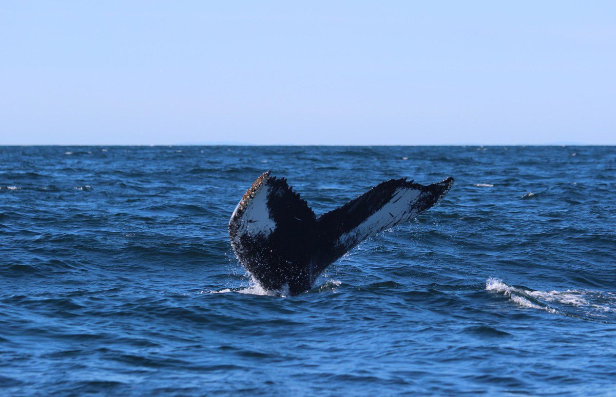 larose_desvents's tweet photo. Nouvel article sur le blog avec un sujet plus engagé que d'habitude : la chasse à la baleine. Et vous, qu'en pensez-vous?
https://t.co/8BrVp73UOF
#Baleine, #Protectiondesespèces, #Protectiondesoceans https://t.co/wg8qiMAPEn