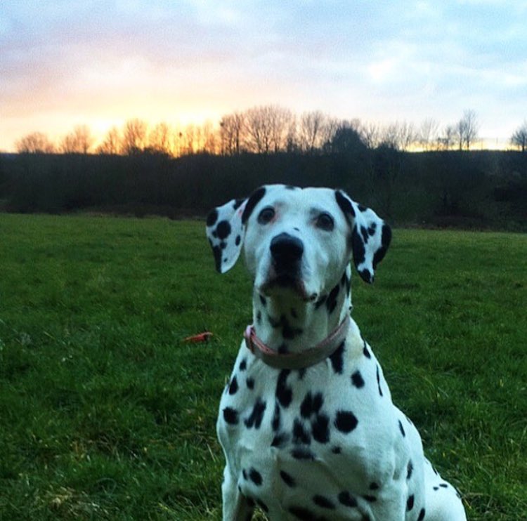 bonnieleebrown_'s tweet image. Yesterday my best friend of 12 years closed her eyes and crossed the rainbow bridge. Not waking up to her this morning was heartbreaking, I started crying as I made a cup of tea and then as I looked down I saw this, a reminder she’s ok and heavens never too far #alldogsgotoheaven