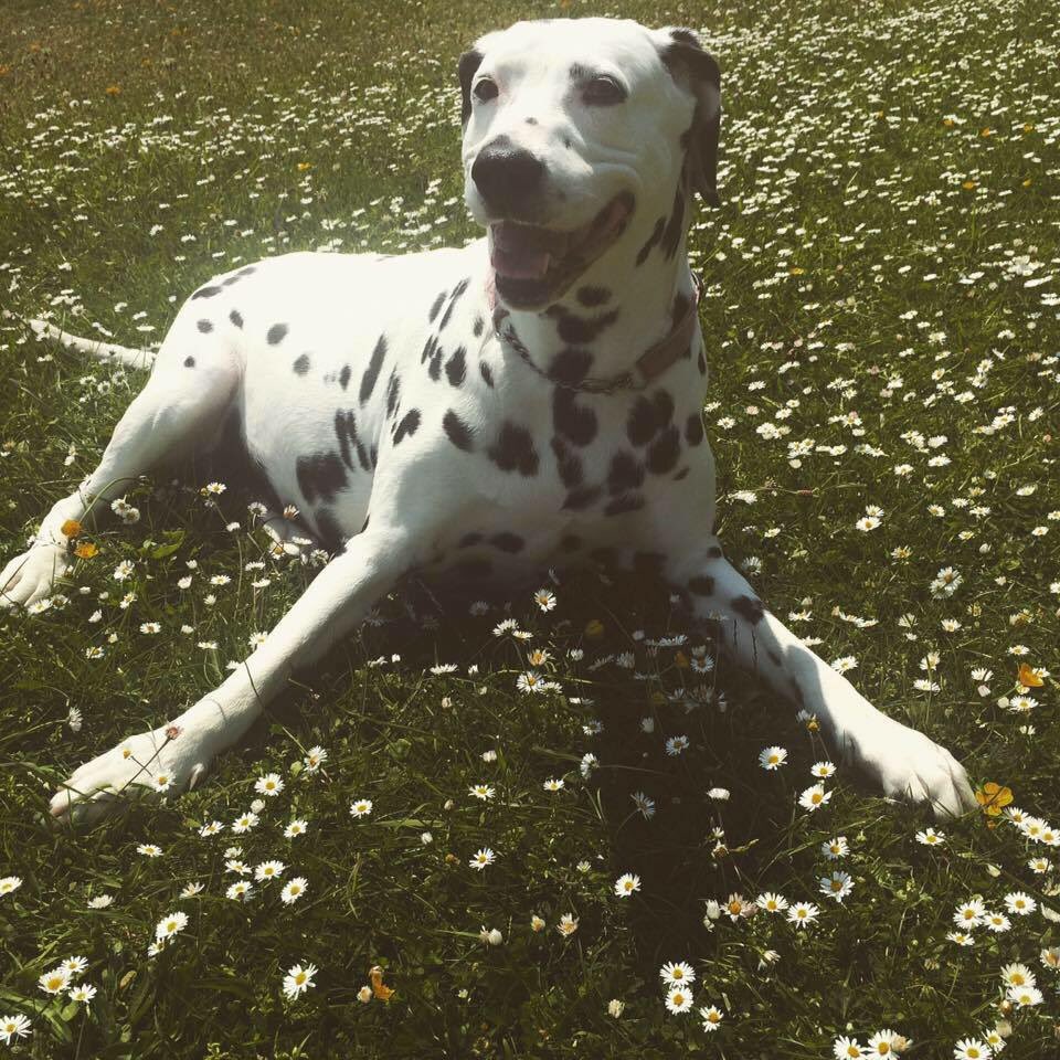 bonnieleebrown_'s tweet image. Yesterday my best friend of 12 years closed her eyes and crossed the rainbow bridge. Not waking up to her this morning was heartbreaking, I started crying as I made a cup of tea and then as I looked down I saw this, a reminder she’s ok and heavens never too far #alldogsgotoheaven