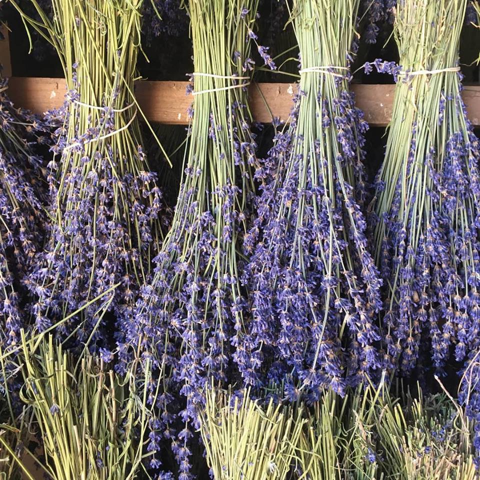 Chateau_Gabelle's tweet photo. #MardiConseil  Plus que quelques jours pour voir la lavande sécher sur les séchoirs...

#bouquets #lavande #producteur #ventedirecte #bio #organic #organiclife #smellit #feelprovence #provencestyle #Provence #shop #boutique #dryit #Baronnies #baronniesprovençales #plateaudalbion https://t.co/T478N9yp00