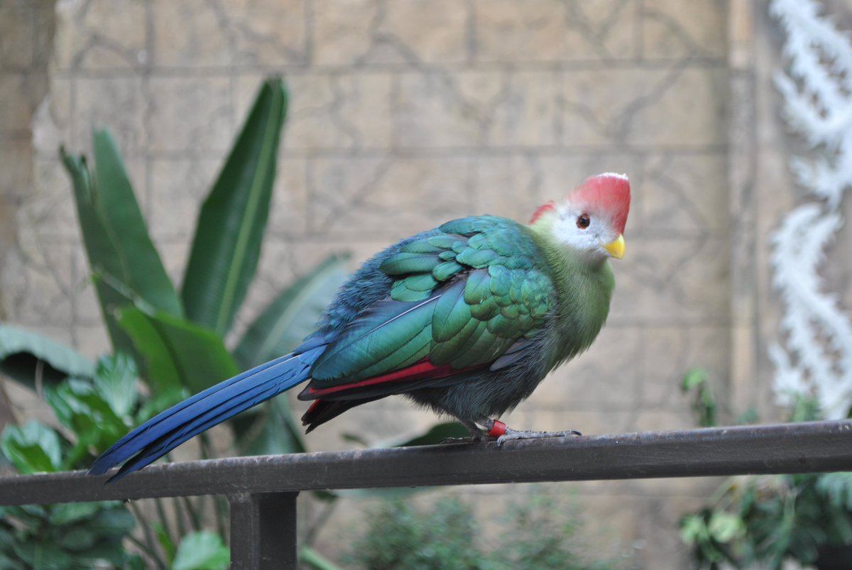 BioBush's tweet image. This Red-crested #Turaco shows 3 cool feather colors. Its breast has green pigment, which is incredibly rare in birds. Its back has a metallic sheen due to thin films of keratin that reflect light. And its red wing feathers have "turacin", a unique pigment to turacos. #turacoweek