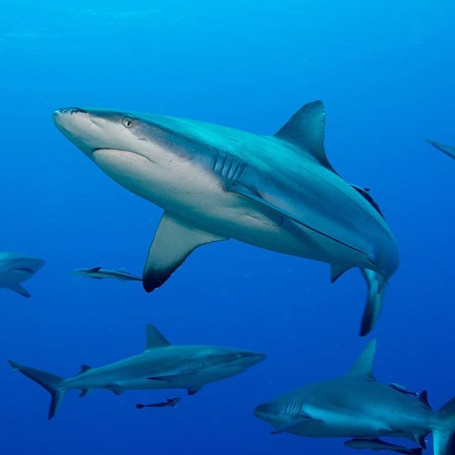 Don't be a mermaid, be a shark.
#exploreTNQ #thisisqueensland #thisismyparadise #seeaustralia #experienceoz #canonaustralia

<a href="/australia/">Australia</a> <a href="/queensland/">Queensland Australia</a> @tropicalnorthqueensland <a href="/canonaustralia/">Canon Australia</a>
>>>>>>>>>>
Find me on Facebook as Islandjems Imagery and FOLLOW m… ift.tt/2LSxgJq
