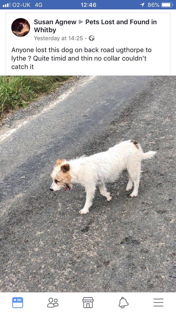 #lostdog #whitby please share <a href="/northyorkmoors/">North York Moors NP</a>
