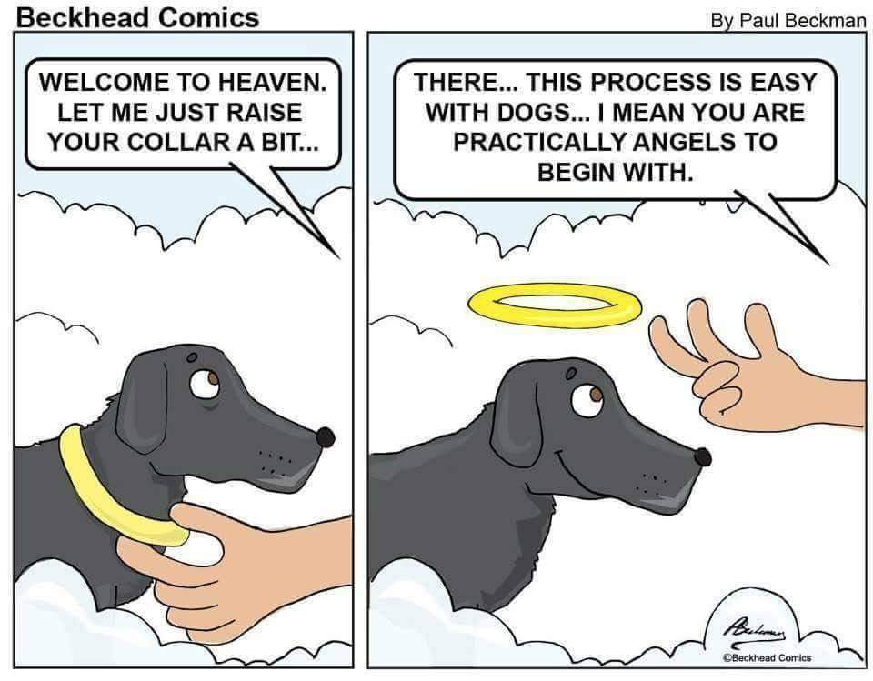 MensHumor's tweet photo. There’s nothing more pure in this world than the heart of a dog. https://t.co/4VveG8yjiE