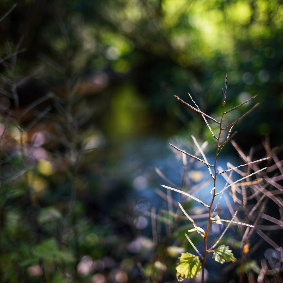 Photofarmer's tweet photo. [Werbung] #lichtspiel an der #ilm
 #Fotograf #fotograferfurt #thüringen #ilmtal  #thüringerwald #ilmenau #manebach #stützerbach 
#deinthüringen #canon #sony #sigma
#sonya7riii | #canon35mm | f2.0 | 1/320 | ISO100 https://t.co/Zk96WEy6Yv https://t.co/EkdKBlfKdM
