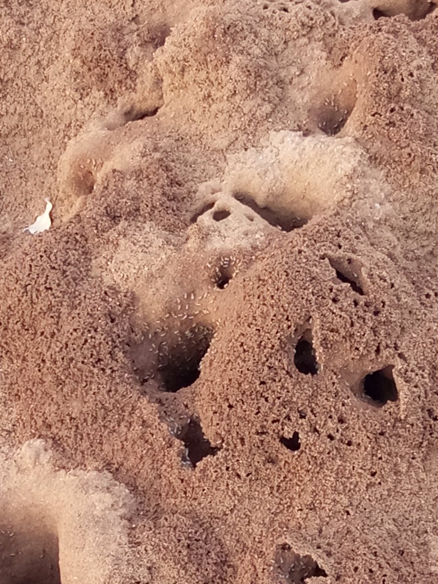 Termites.
 plz immediately house 
🏡 
treatment