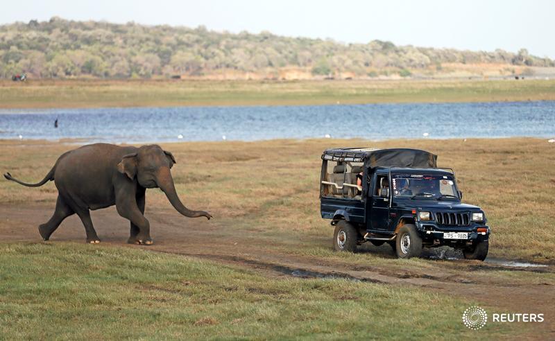 A wild elephant chases a tourist safari jeep at Kaudulla National Park in Sri Lanka