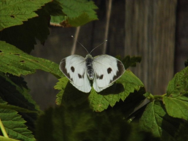 OurGardenSeeds's tweet photo. Large White #butterfly recently on the raspberrys. Also #hoverflys galore in the #garden #ILoveWildlife #wildlifephotography #WildlifeGarden https://t.co/kOmAvUG8TS