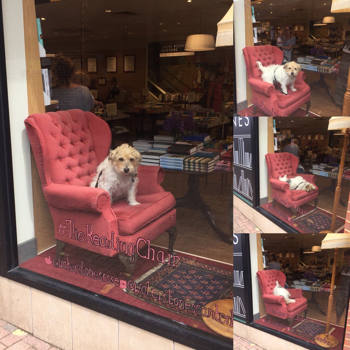WaterstonesRose's tweet photo. Meet Ted, a big Terrier Pratchett fan. He managed to pose sedately for about 3 seconds before the excitement of being in #TheReadingChair became too much. And who can blame him. https://t.co/6vstWLtP5F