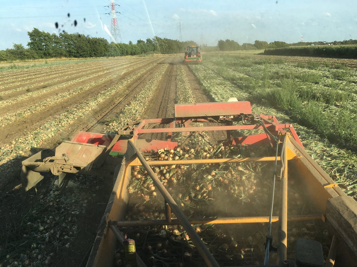 OostdijkH's tweet photo. Eerste perceel vroege zaai #uien rooien van #oogst18 #hybing https://t.co/IZNyK1sQkN