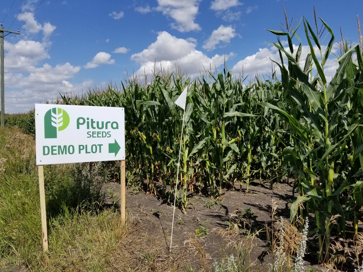 Pituraseeds's tweet photo. Pitura Seeds Plot Tour. This Thursday at Oakbluff. Msg or call for more details. Plots are looking sharp! More than just varieties. #westcdnag #manipulator #seedingrates #fertility https://t.co/pcpxluO5iK