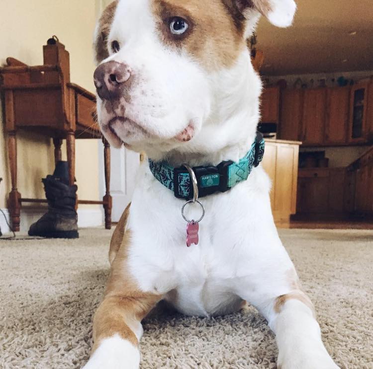 dynamic_carpets's tweet photo. Need a petproof carpet? We can help with that! Stop on into the shop and we can show you some options! https://t.co/rFsft1wZx9