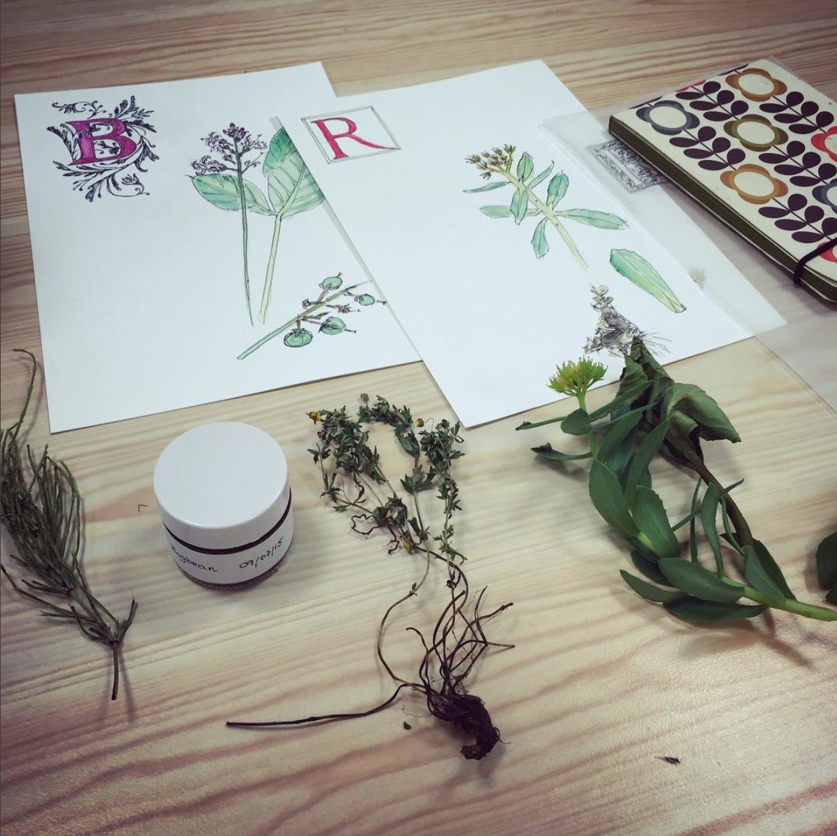 NatureFestival's tweet photo. We’re delighted that Diane Garrick is running her Botanical Drawing Workshop again this year (Fri 3 Aug, 10am – 4pm) – it always gets great reviews - “A most wonderful day spent learning about herbs, bookbinding and botanical drawing”. 
Book - https://t.co/Sq0lEBPSKw https://t.co/0VPek7fO7R
