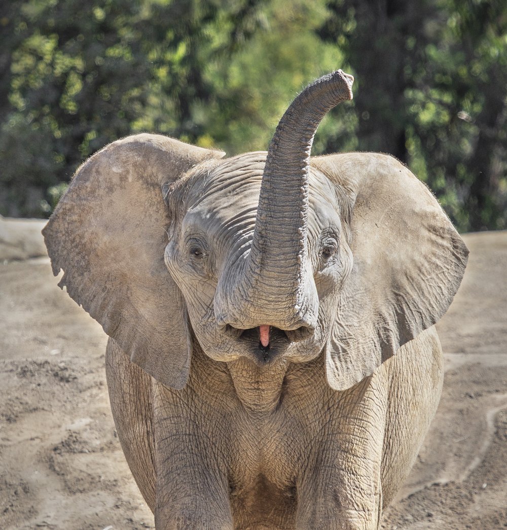 sdzsafaripark's tweet photo. TFW Monday's over. 
#TrunkOutTuesday
 📷Cindy Croissant https://t.co/shwDYAox3D