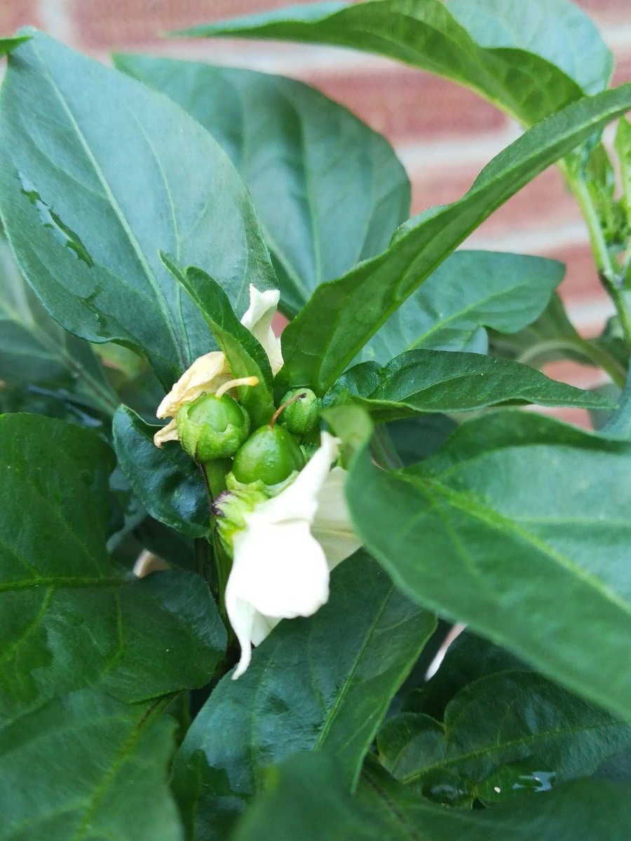FEHS_science's tweet photo. @FramDragons got some baby chillies on my chilli plants. 😀 https://t.co/vz47jO18z1