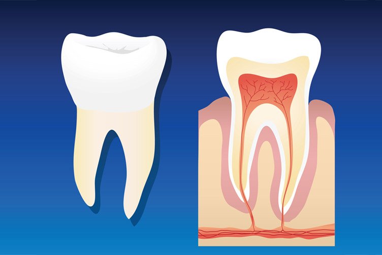 Endodontic treatment advances Apical cleaning and Apical shaping limit.
#dentalcongress <a href="/congressdental/">Dental Congress</a> <a href="/DentistryToday/">DentistryToday</a> 
for more information on participation in Congress: