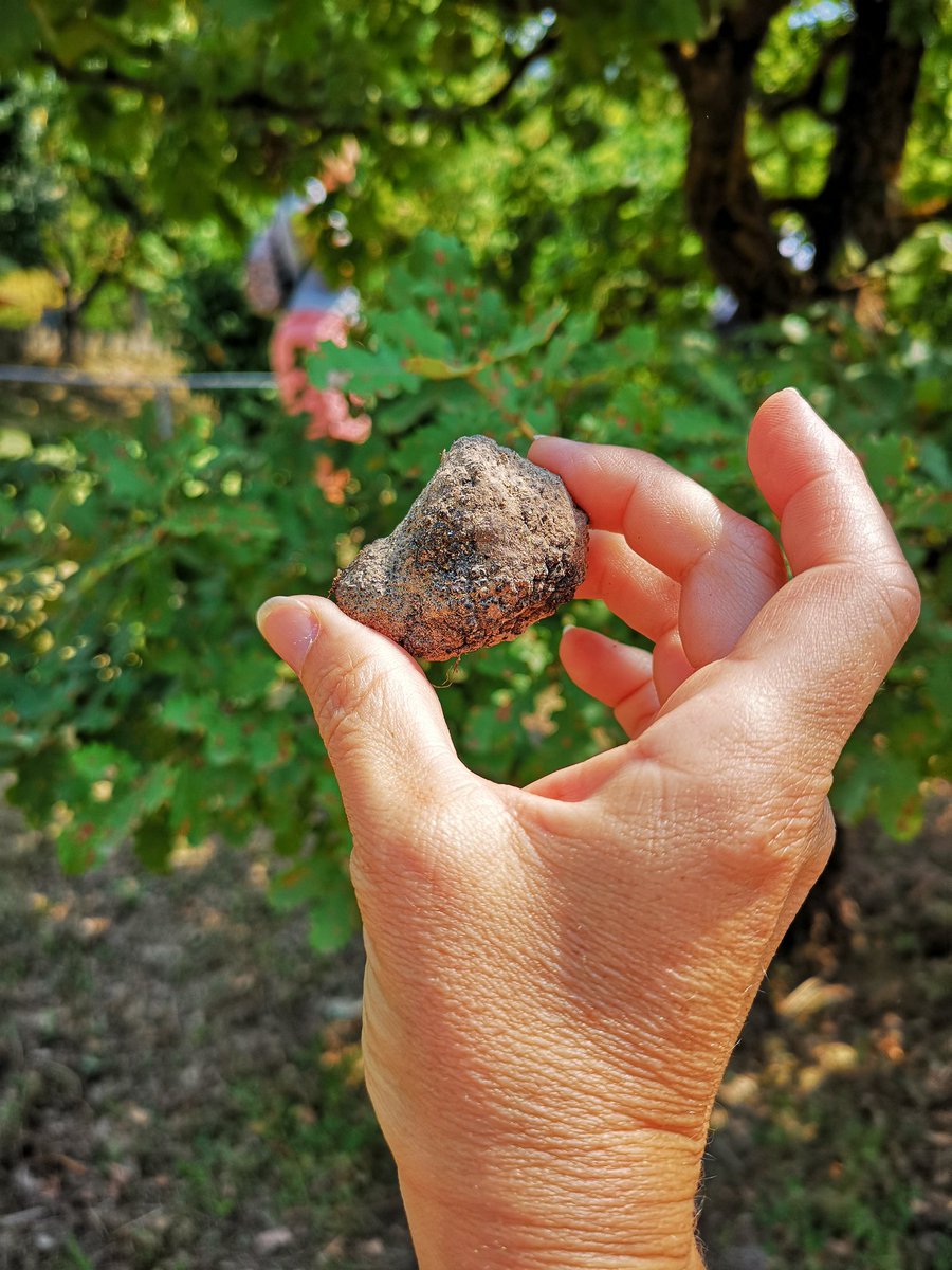 #destinazionemarche sarebbe da scrivere al plurale perché una vacanza nelle Marche vuol dire avere la possibilità di provare diverse destinazioni perfette per le famiglie tra mare, cultura e buoni sapori! #funfamily #ciboitaliano #territoridascoprire