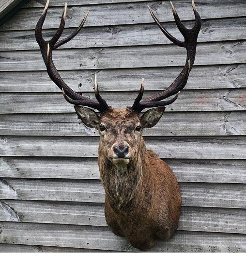 yesiama_hunter's tweet photo. This red is just too neat not to share. Lucky #hunter Chris fados shot this fella #hunting with hard yards hunting in #NewZealand .

#deerhunting #TuesdayThoughts #huntingdon #huntingshirt #trophyhunting #trophyhunter  #huntingseason #NationalAvocadoDay #huntinglife #outdoors https://t.co/r7mEFuGnlc
