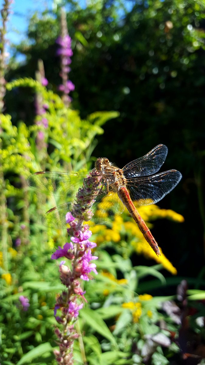 Gerrit van den Burg tweet media