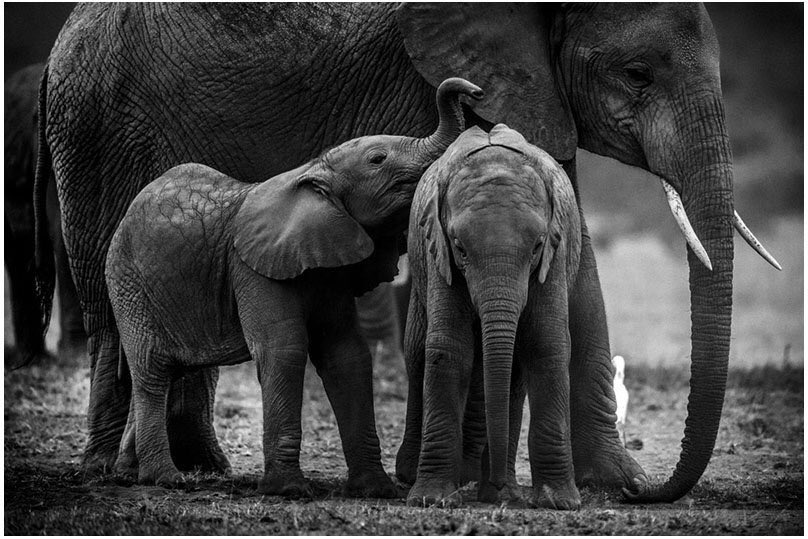 laurentbaheux's tweet photo. New-born elephants playing near the herd at dawn, Kenya 2013 by @laurentbaheux - éléphanteaux jouant près du troupeau au lever du jour - https://t.co/A36IJgOddY #lovenature #lovenprotect #wildnfree #respectwildlife #elephantlover #kenya https://t.co/SItRYu0Nka