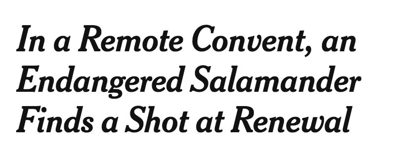 Journalism secret: each half of a New York Times headline is written by two guys, but neither is allowed to see what the other one has written