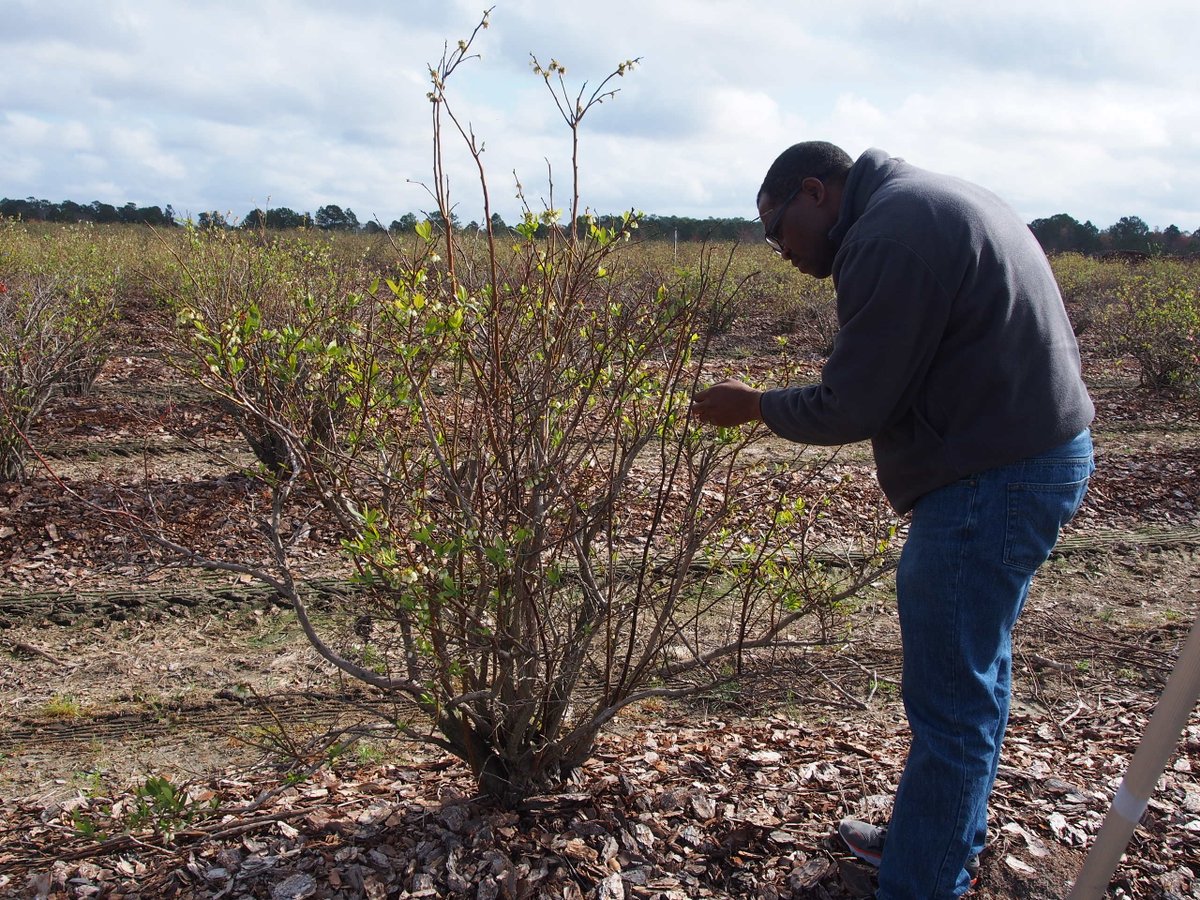 ugaipm's tweet photo. Because of last year’s late-season freeze and warm temperatures in the winter, #Georgia ’s production declined to 28 million pounds of #blueberries from 2014's 95 million. https://t.co/Bzum9Qcs2f #nationalblueberrymonth #UGAIPM https://t.co/wC5c8BDXgS