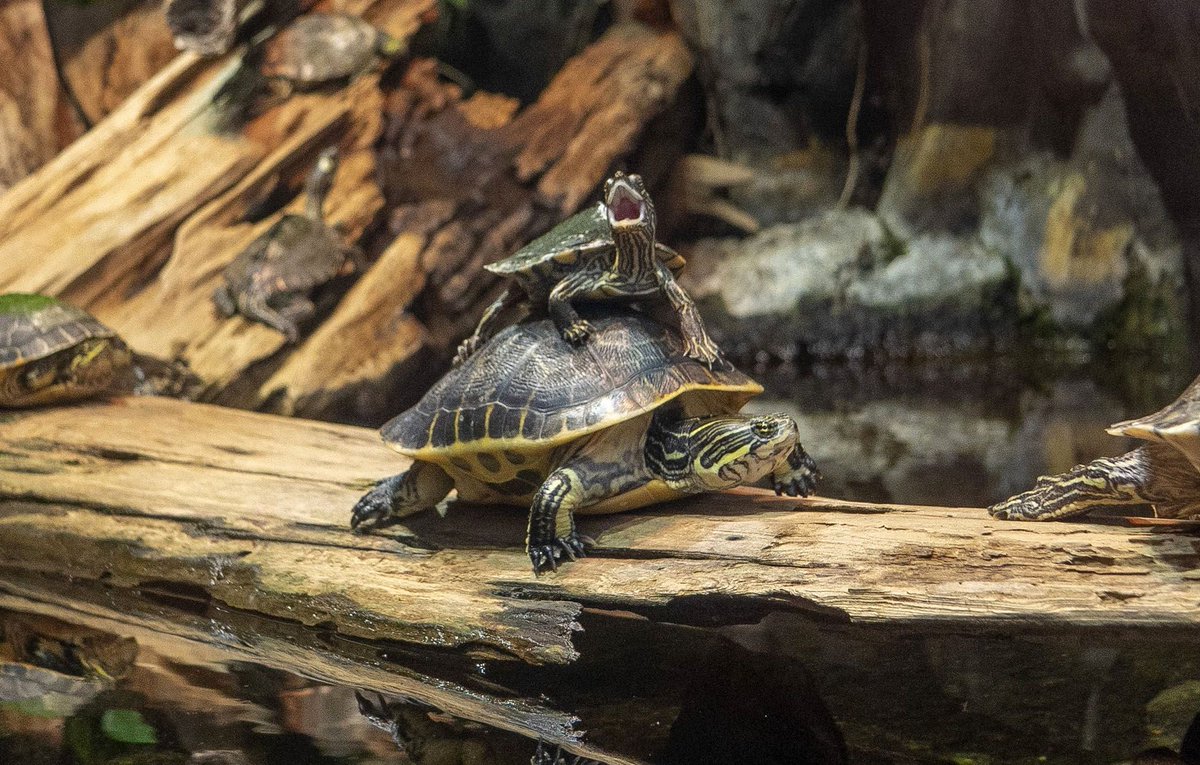 Tennessee Aquarium 🐢 tweet media