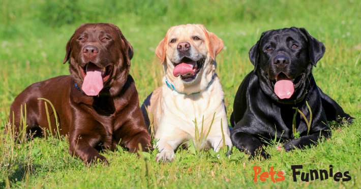 LinaPetsFunnies's tweet photo. How Long Do Labs Live? Know How to Keep your Dog Healthy https://t.co/hH0IK5ESv5 https://t.co/FDn5ETeOd0