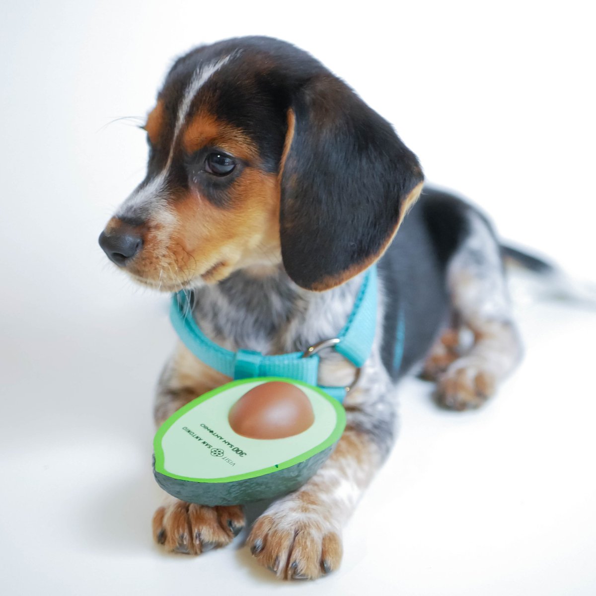 GiveGab's tweet photo. Our newest addition to the GiveGab team is little Miss Hambone, joining us for #NationalAvocadoDay! 🥑🐶 Thanks to @VisitSanAntonio for giving out avocado stress balls at AFP's 2018 International Fundraising Conference @AFPIHQ. Looking forward to 2019! #afpfc #VisitSanAntonio https://t.co/KT53NBUR6o