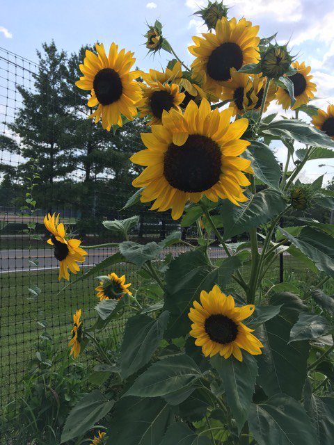 Good morning, sunshine! #sunflowers #orchardbeauty #btownyorchard