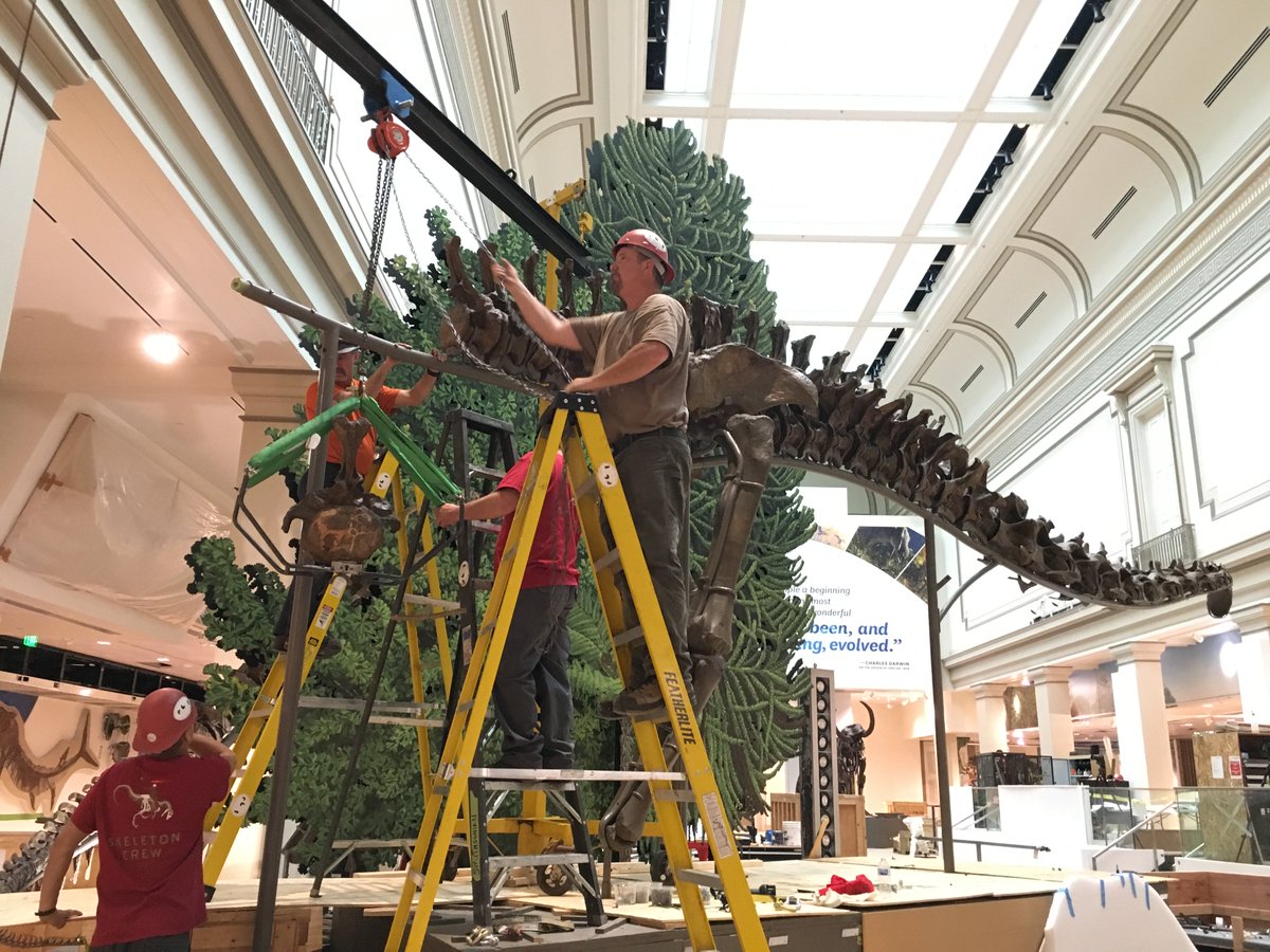 The Smithsonian's dinosaurs are finally coming home and I got a behind-the-scenes look at the awesome renovation. theatlantic.com/science/archiv…