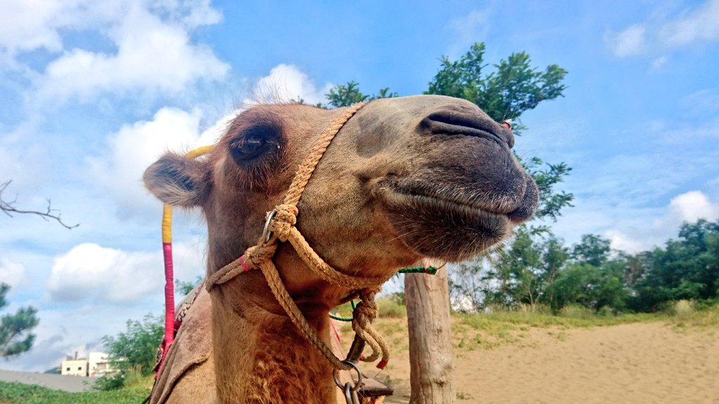 ちひろ على تويتر ふたこぶラクダのレオンくん 後ろ脚の姿勢が可愛いー T Co 7cvpl15r3r تويتر