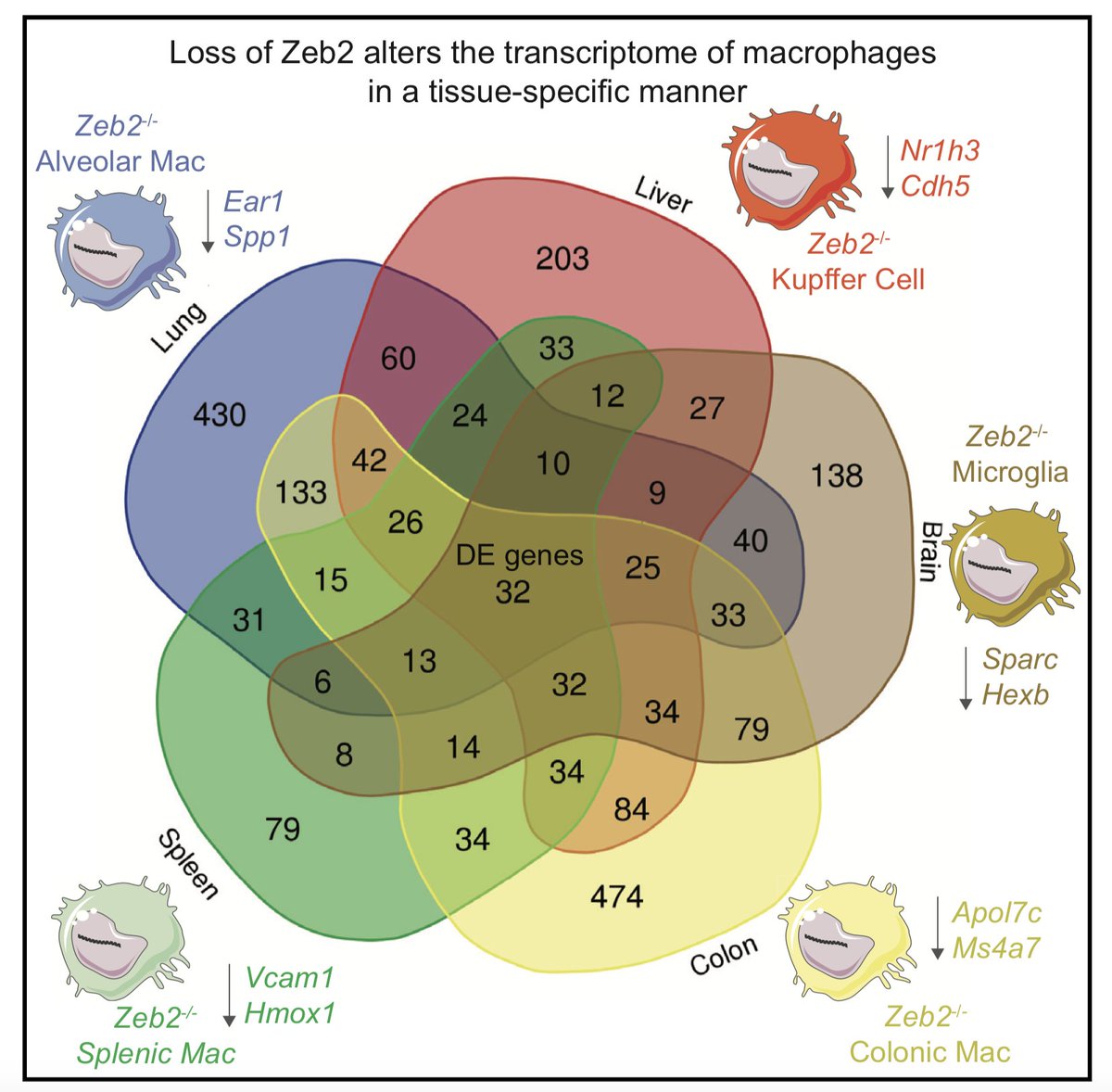 Charlotte Scott (@kc_dc_01) on Twitter photo Our recent work on the role of the Transcription Factor ZEB2 in tissue resident macrophages is now online! #macrophages #ZEB2 <a href="/MartinGuilliams/">Martin Guilliams</a> <a href="/wouter_tj/">Wouter T'Jonck</a> <a href="/InflamResCen/">IRC - VIB/UGent</a> <a href="/ImmunityCP/">Immunity</a> cell.com/immunity/fullt… Our recent work on the role of the Transcription Factor ZEB2 in tissue resident macrophages is now online! #macrophages #ZEB2 <a href="/MartinGuilliams/">Martin Guilliams</a> <a href="/wouter_tj/">Wouter T'Jonck</a> <a href="/InflamResCen/">IRC - VIB/UGent</a> <a href="/ImmunityCP/">Immunity</a> cell.com/immunity/fullt…