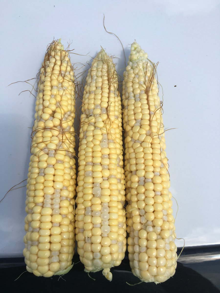 Remember, ZERO glyphosate in the tank when spraying tasseled corn. Came across this today.